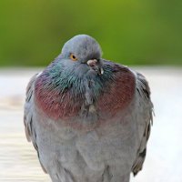 Атлет. :: Татьяна Бравая