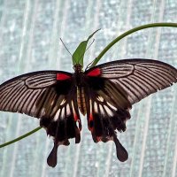 Парусник :: Андроник Александр 