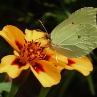 Цветочный роман :: Александр Ковальчук