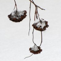 Зимний минимализм... :: Татьяна Гнездилова Зимний минимализм... :: Татьяна Гнездилова