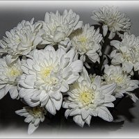 Букет из хризантем ... :: Валентина Надсон Букет из хризантем ... :: Валентина Надсон