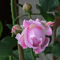 Воспоминания о лете :: Светлана 