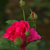 Воспоминания о лете :: Светлана 