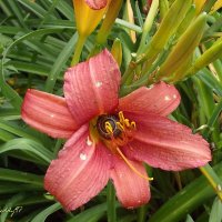 Лилейник :: Freddy 97