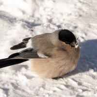 Зимний гость на снежном полотне. :: Вадим Басов