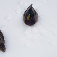 Утки на снегу :: Galina Solovova