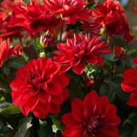 *** :: МАРИЯ ПОПОВА