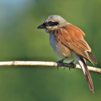 ... :: Вячеслав Минаев