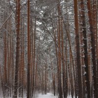 *** :: Александр Николаев