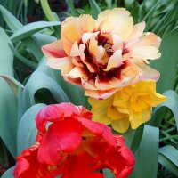 Тюльпаны и насциссы :: Лидия Бусурина