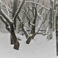 Танцующие деревья :: Ирина Олехнович