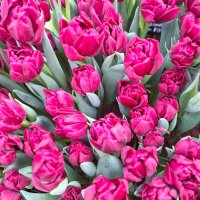 Тюльпаны :: Наталья 