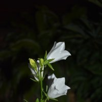 Персиколистный колокольчик :: Дарья Шуклина