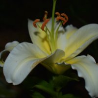 Лилия :: Дарья Шуклина