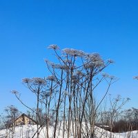 Снежно-морозный февраль. :: Ольга 