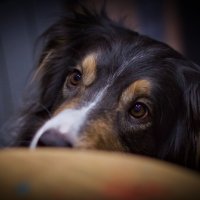 манящие запахи :: Артём Евтюхов