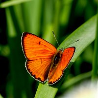 опять про бабочек...459 :: Александр Прокудин