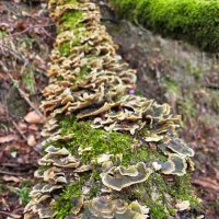 Прогулка в лесу :: Tata Wolf