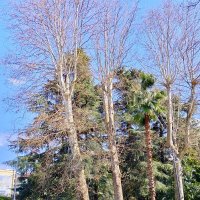 Улица Навагинская в Сочи :: Tata Wolf