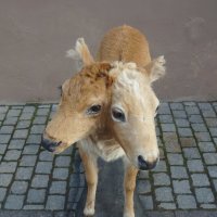 ужасы нашего городка :: zavitok *