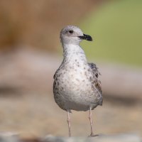 На морском берегу :: Владимир Лазарев На морском берегу :: Владимир Лазарев