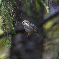 желтоголовый королек. :: юрий макаров