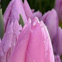 Тюльпаны с Репетиции весны. :: Pippa 