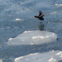 Лысуха на канале, Балтийск :: Рита Симонова