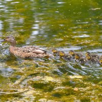 Из жизни уток :: Константин Анисимов