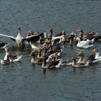 Дирижёр :: Владимир Гришин