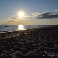 Природа Крыма :: Amazing Cosmea Природа Крыма :: Amazing Cosmea