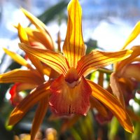 Орхидея :: Наталья 