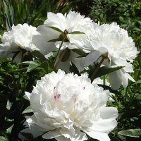 Пионы :: Freddy 97