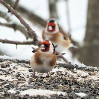 Щеглы :: Мария К.