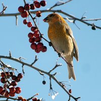 Щур :: Зоя Мишина