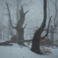 В тёмно-синем лесу :: Дмитрий Шишкин