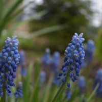 Мускари :: Дарья Шуклина