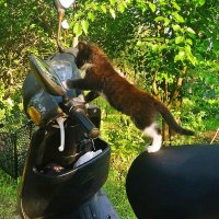 СЕЙЧАС   ПОЕДЕМ :: Анатолий Малобродский