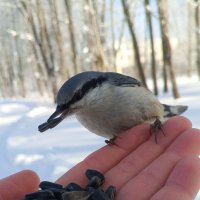 Поползень :: Сапсан 