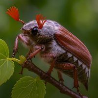 Майский жук :: Aleksey Afonin