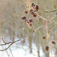 Веточка ольхи :: Андрей Снегерёв