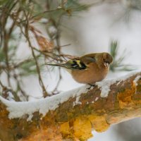 Вам поклон от Весны. :: Sergey (Apg)