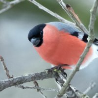 *** :: Владимир Безбородов