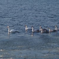 Лебеди на канале, Балтийск :: Рита Симонова