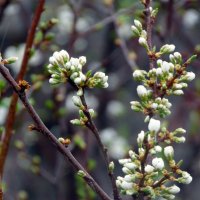 Весна будет ! :: nadyasilyuk Вознюк