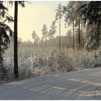 По лесной дороге :: Aleksandr Gal По лесной дороге :: Aleksandr Gal