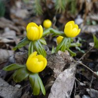 "Ищите повода для радости - Простой цветок, как дар волхвов..." :: Галина "Ищите повода для радости - Простой цветок, как дар волхвов..." :: Галина