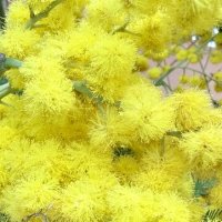 Цветы с выставки. :: Pippa 