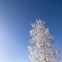 Зимнее, холодное утро. :: Николай