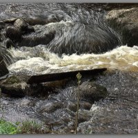 Водный поток :: Liudmila LLF